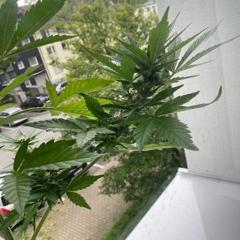 Royal Dwarf Auto growlog timeline photo