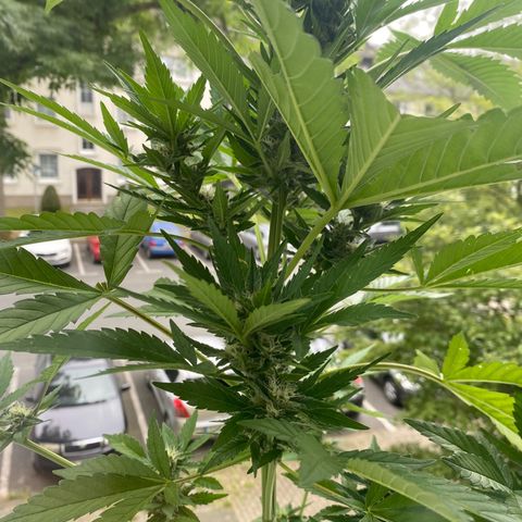Royal Dwarf Auto growlog timeline photo