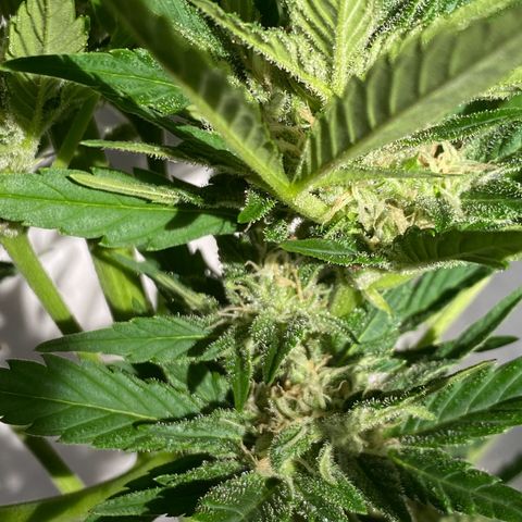 Royal Dwarf Auto growlog timeline photo