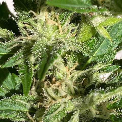 Royal Dwarf Auto growlog timeline photo