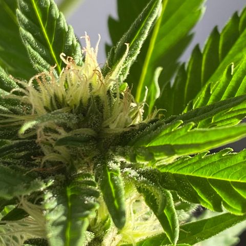 Royal Dwarf Auto growlog timeline photo