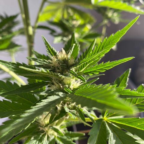 Royal Dwarf Auto growlog timeline photo