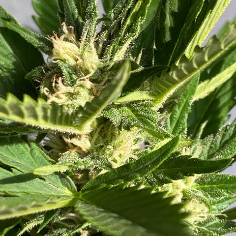 Royal Dwarf Auto growlog timeline photo