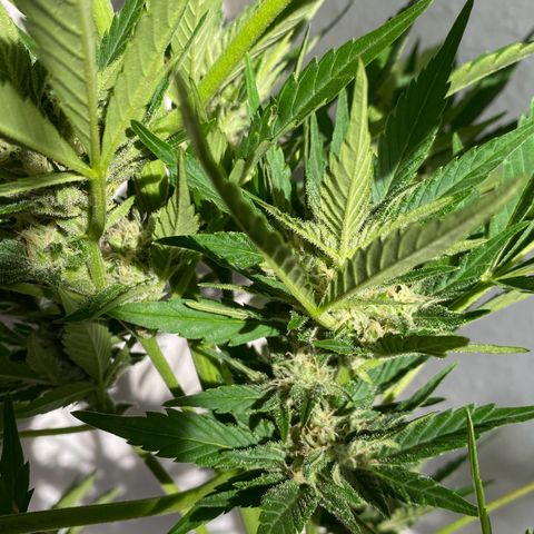 Royal Dwarf Auto growlog timeline photo
