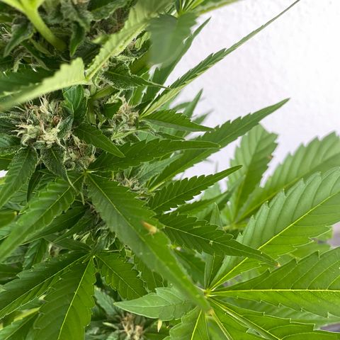 Royal Dwarf Auto growlog timeline photo