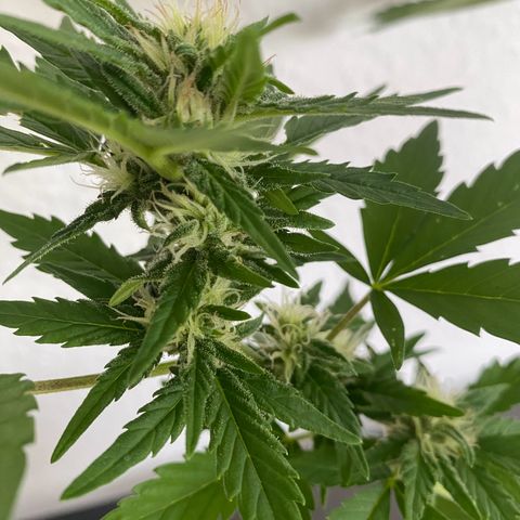 Royal Dwarf Auto growlog timeline photo