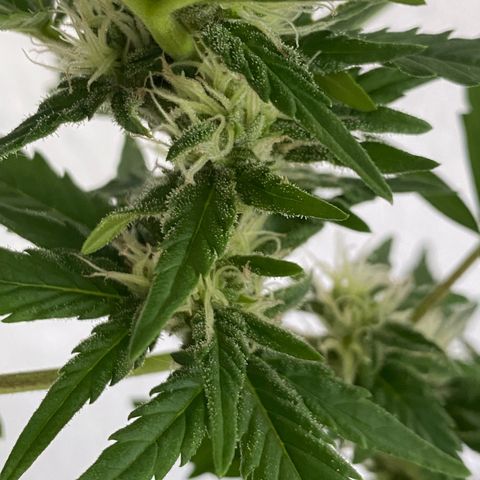 Royal Dwarf Auto growlog timeline photo