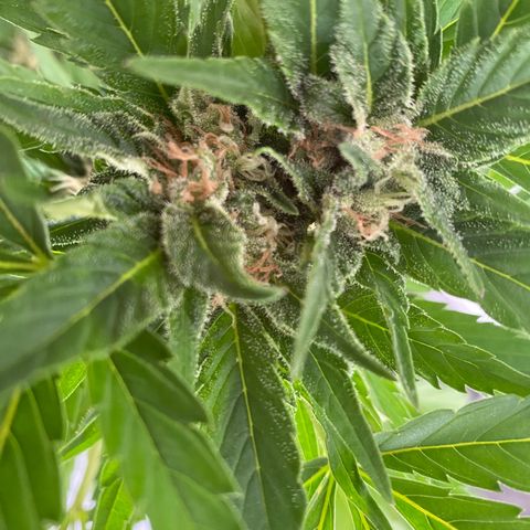 Royal Dwarf Auto growlog timeline photo