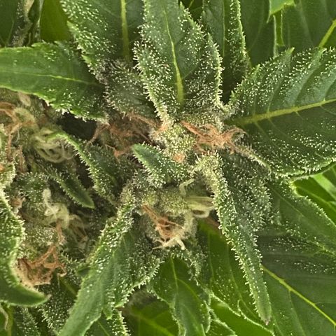 Royal Dwarf Auto growlog timeline photo