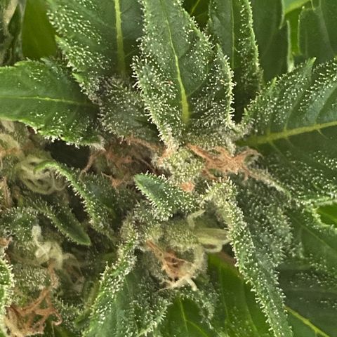 Royal Dwarf Auto growlog timeline photo