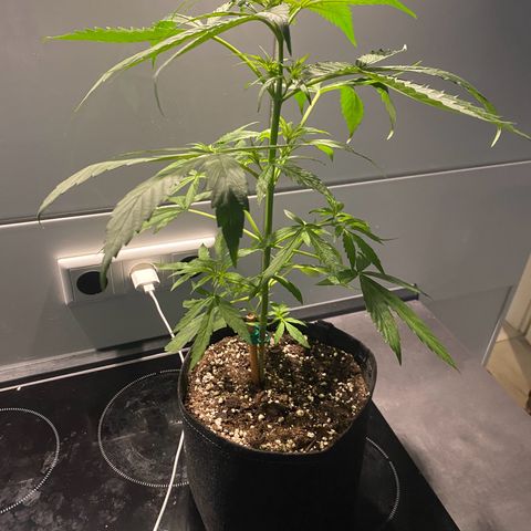 Royal Dwarf Auto growlog timeline photo