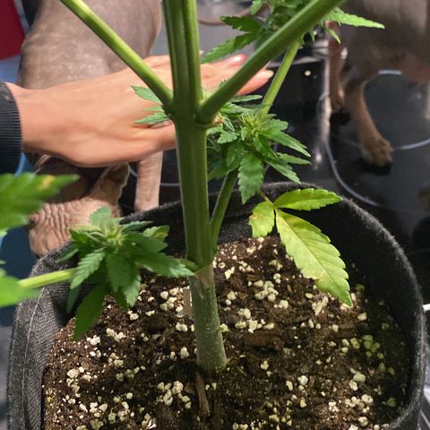 Royal Dwarf Auto growlog timeline photo