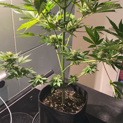 Royal Dwarf Auto growlog timeline photo