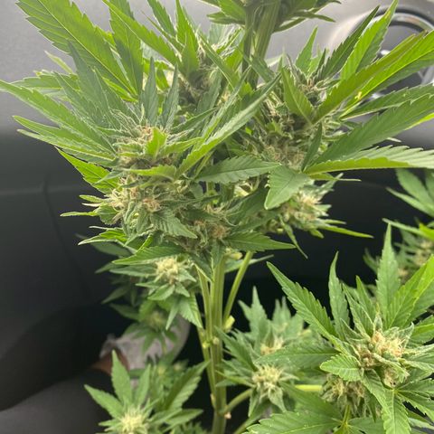 Royal Dwarf Auto growlog timeline photo