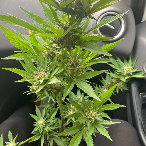 Royal Dwarf Auto growlog timeline photo