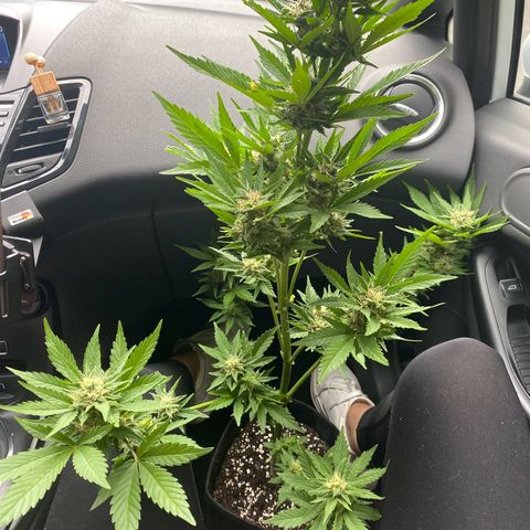 Royal Dwarf Auto growlog timeline photo