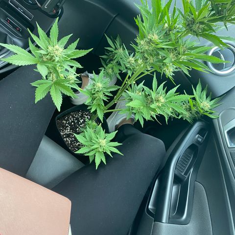 Royal Dwarf Auto growlog timeline photo