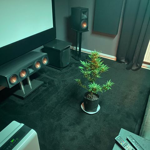 Royal Dwarf Auto growlog timeline photo