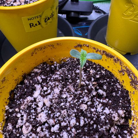 Micro Epsilon growlog timeline photo