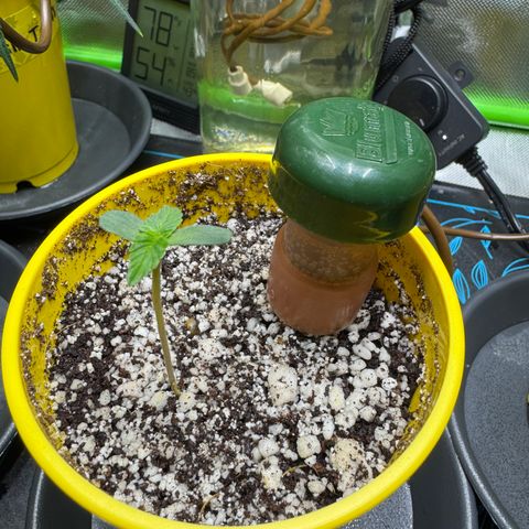 Micro Epsilon growlog photo: Added blumat for auto watering last night!