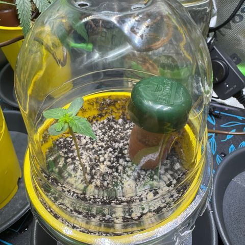 Micro Epsilon growlog timeline photo