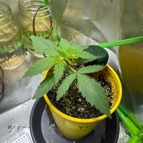 Micro Epsilon growlog timeline photo