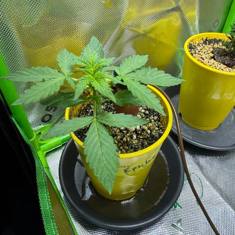 Micro Epsilon growlog timeline photo