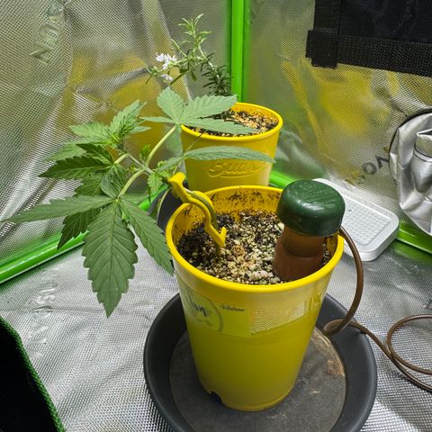 Micro Epsilon growlog timeline photo
