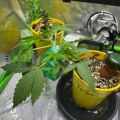 Micro Epsilon growlog timeline photo