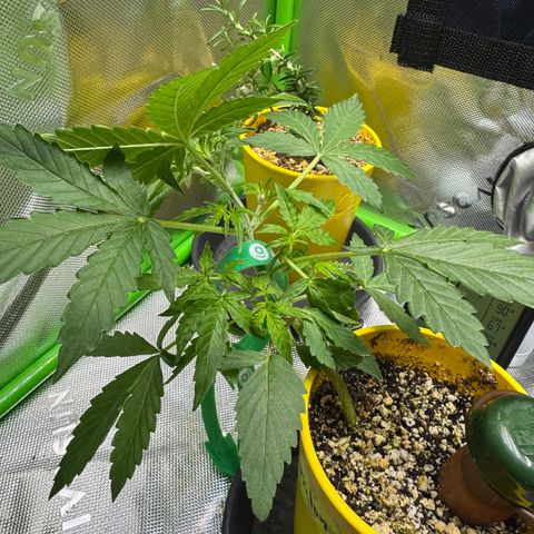 Micro Epsilon growlog timeline photo
