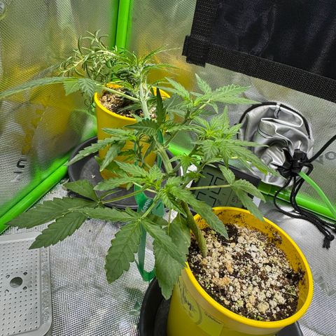 Micro Epsilon growlog timeline photo