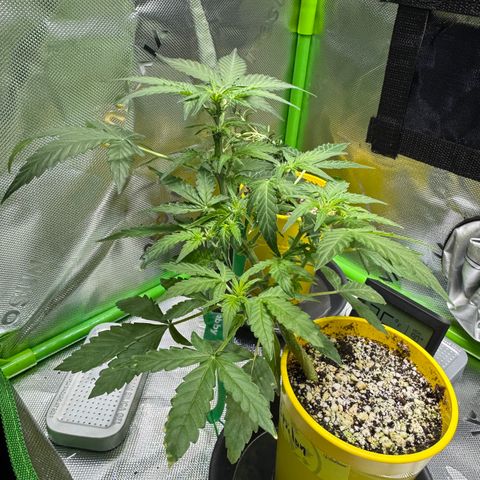 Micro Epsilon growlog timeline photo