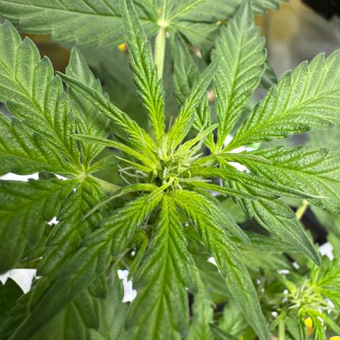 Micro Epsilon growlog timeline photo