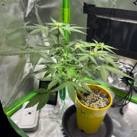 Micro Epsilon growlog timeline photo
