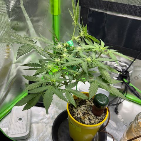 Micro Epsilon growlog timeline photo
