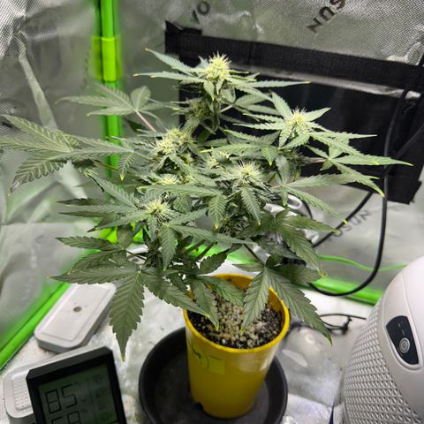 Micro Epsilon growlog timeline photo