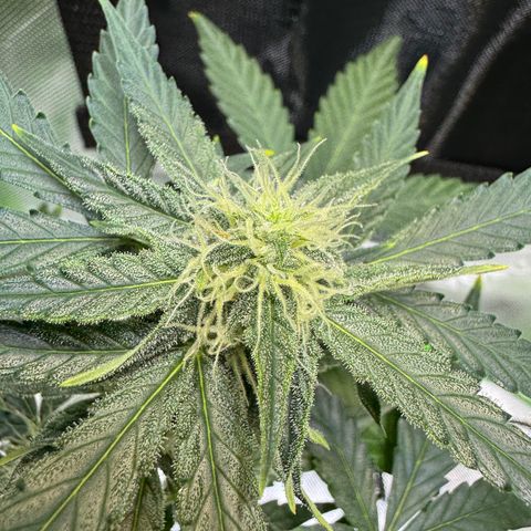 Micro Epsilon growlog timeline photo
