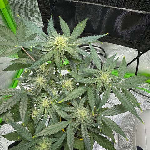 Micro Epsilon growlog timeline photo