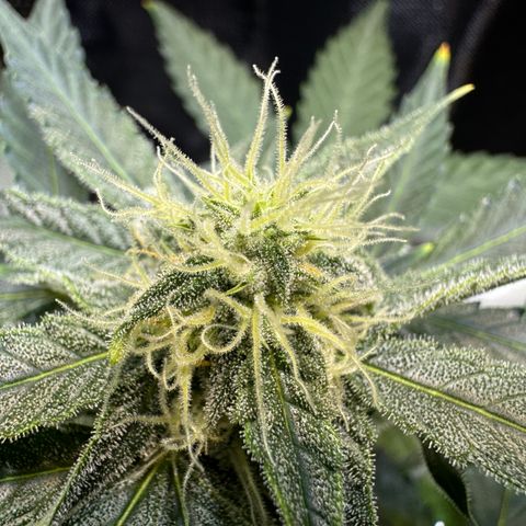 Micro Epsilon growlog timeline photo