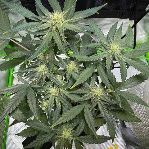 Micro Epsilon growlog timeline photo