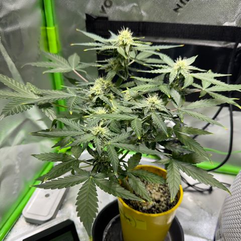Micro Epsilon growlog timeline photo