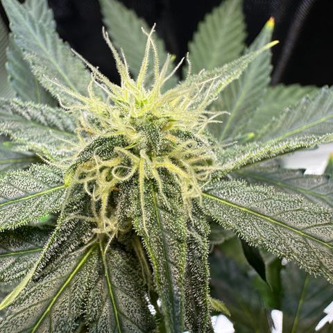 Micro Epsilon growlog timeline photo