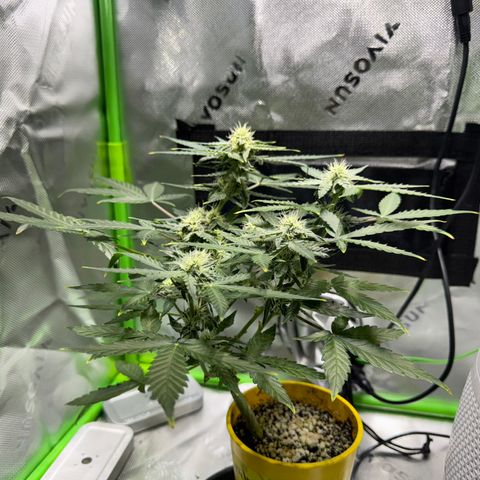 Micro Epsilon growlog timeline photo