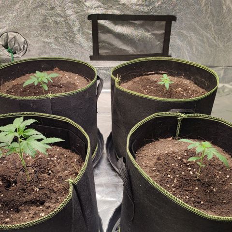 Tropicana wedding cake  growlog timeline photo
