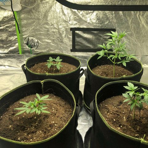 Tropicana wedding cake  growlog photo: Topping, Lst training 