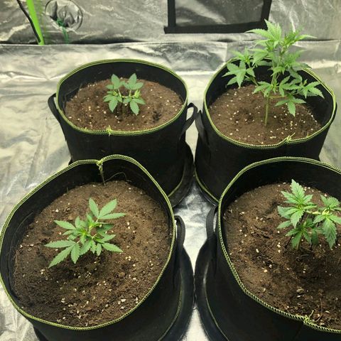 Tropicana wedding cake  growlog photo: Topping, Lst training 
