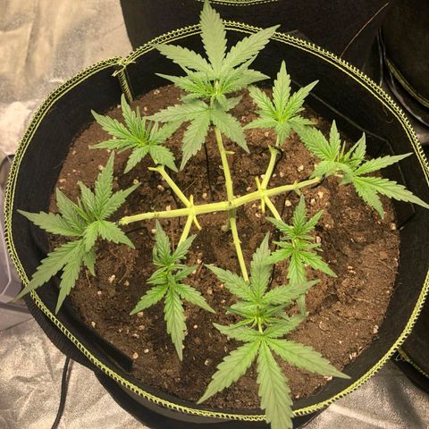 Tropicana wedding cake  growlog photo: Topping,Lst training 