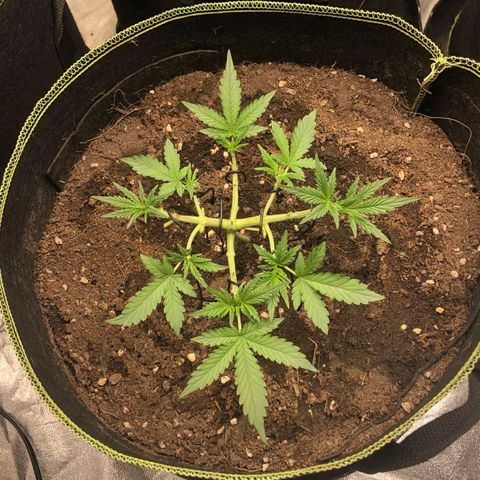 Tropicana wedding cake  growlog photo: Topping,Lst training 