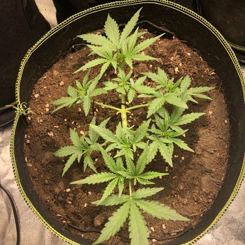 Tropicana wedding cake  growlog photo: Topping,Lst training 