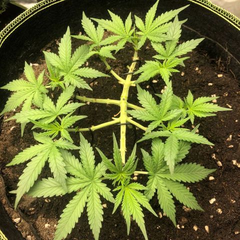 Tropicana wedding cake  growlog timeline photo